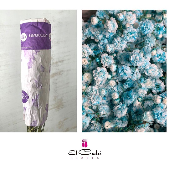 Paniculata Ecu. Tint. Turquesa 750gr "T25" (7 Dias - 2�)