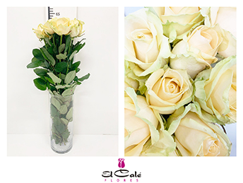 Rosa Hol. Avalanche Peach 50cm A2 (7 Dias - 2�)