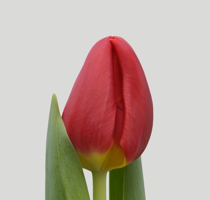 Tulipan Hol. Red Stone 40cm Rj. (7 Dias - 2�)