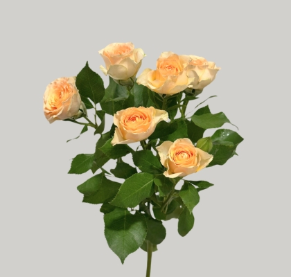 Ramificada Sancerre 50cm (7 Dias - 2�)