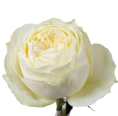 Rosa Ecu. Coldplay 60cm (7 Dias - 2�)