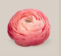 Ranunculos Ecu. Elegance Salmon 35cm (7 Dias - 2�)