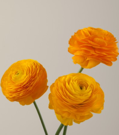 Ranunculos Ecu. Elegance Giallo 35cm Am. (7 Dias - 2�)