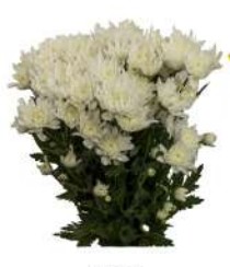 Margarita Col. C. White Logan (7 Dias - 2�)