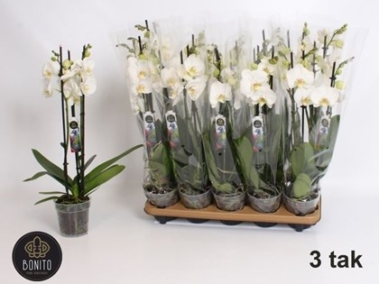 P. Phalaenopsis An Nottingham 12/55cm x10 3T