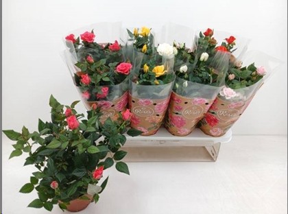 P. Rosal Fav Ro Mixto 4srt 13/32cm "CC8"