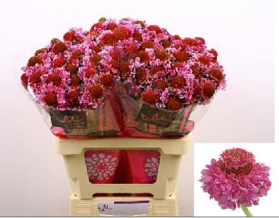 Scabiosa Ecu. Focal Bicolor Pink 60cm