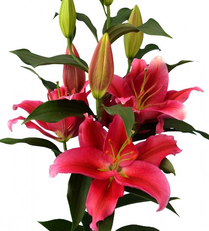 Oriental Hol. Rj. Red Dawn 95cm 4/5 fl.