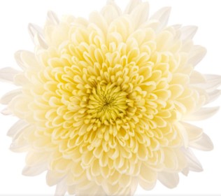 Uniflor Col. Cremon Philadelphia Cr.