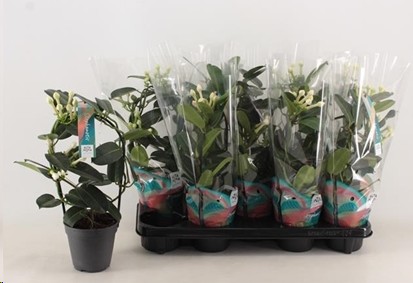 P. Stephanotis Floribunda 12/40cm x6