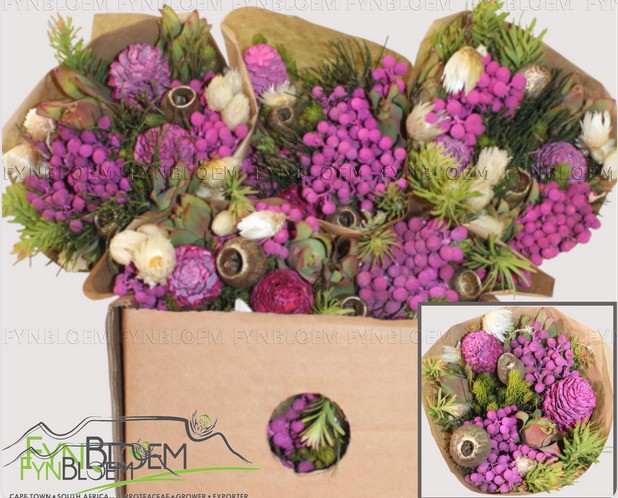 Safari Buquet 50cm 390gr