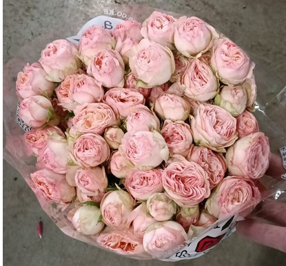 Ramificada Britney 60cm