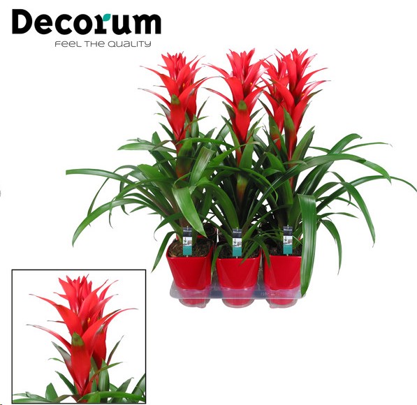 P. Guzmania Ostara 14/60cm "CC6" -Decorum-