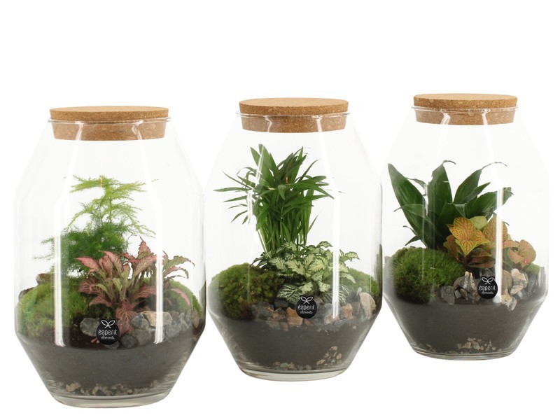 P. Composici�n Terrarium -90450- 17/25cm "CC3"