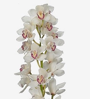 Cymbidium Annette 80cm Bl