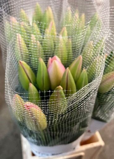 Tulipan Frances Overig 50cm Rs.