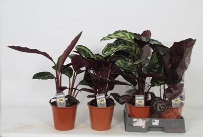 P. Calathea Mixta 4 Varied. Srt. 19/60cm x 5