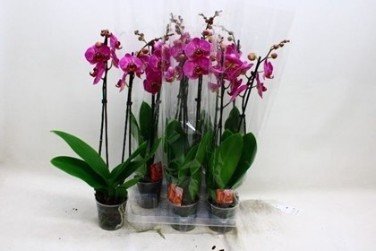 P. Phalaenopsis Paars 12/70cm 2T x6