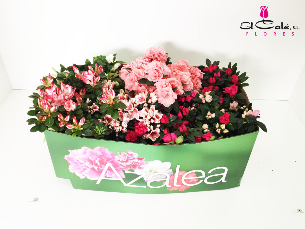 P. Azalea Si Mixta 13/30cm x8