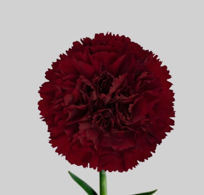 Clavel Hol. 60cm Sassicaia