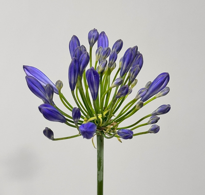 Agapantus Hol. Uri 50cm Az.