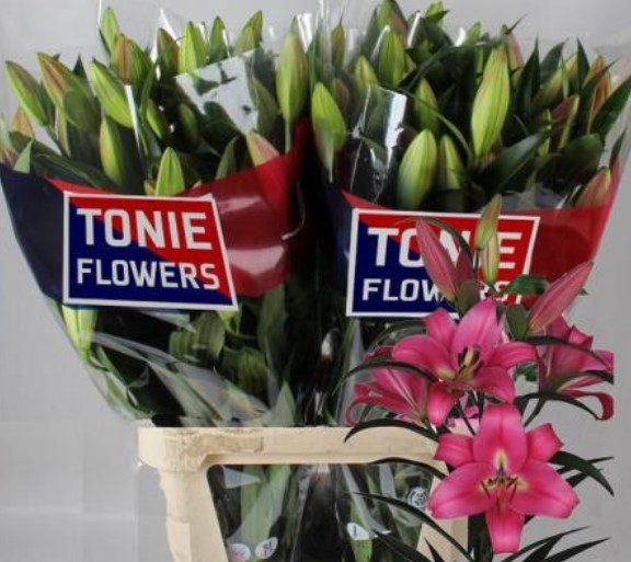 Oriental Hol. Rs. Profundo 80cm 2/3 fl.