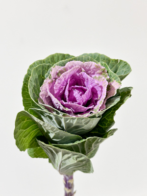 Brassica Nac. Morada (7 Dias - 2�)