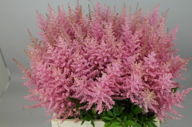 Astilbe Erika 55cm (7 Dias - 2�)