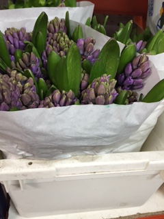 Jacinto Hol. Purple Star 30cm "T25" (7 Dias - 2�)