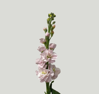 Aleli Nac. Rosa Claro 70cm (7 Dias - 2�)