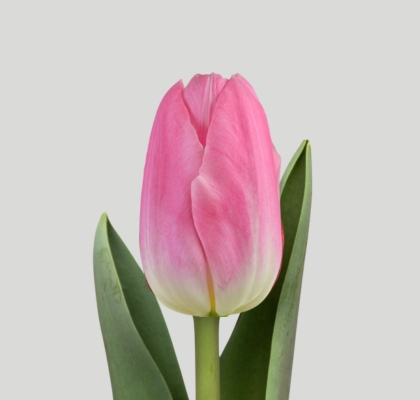 Tulipan Hol. Dynasty Rosa 35cm (7 Dias - 2�)