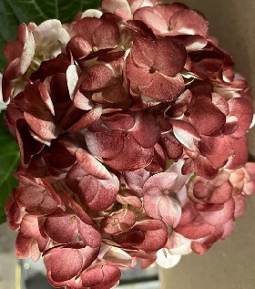 Hortensia Select Tint. Royal Burgundy 60cm �15/16 (7 Dias - 2�)