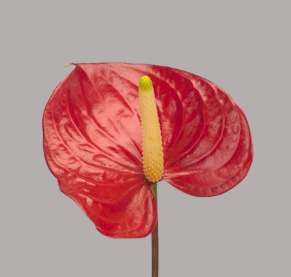 Anthurium Hol. Red Bull �13  "CC12" (7 Dias - 2�)