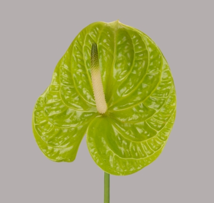 Anthurium Nac. Grand Slam �11  "CC16" (7 Dias - 2�)