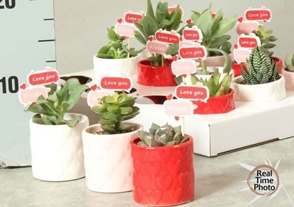 P. Succulenta Ov mixta 7/15cm "CC12" -M.Ceramica-