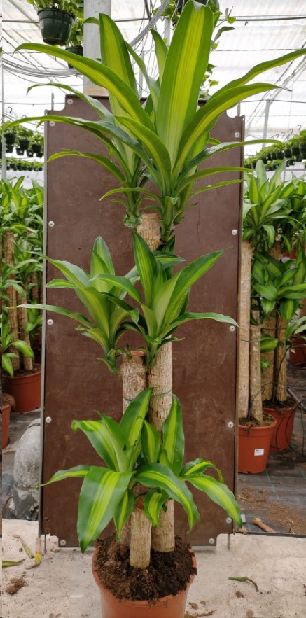 P. Dracena Nac. Massangeana 22/140cm 3.P