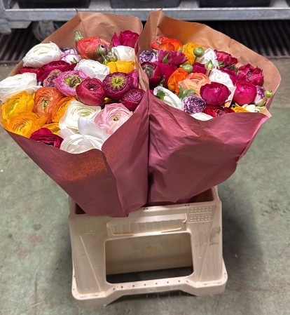 Ranunculos Italia Bouquet Mixto 45cm "T30"