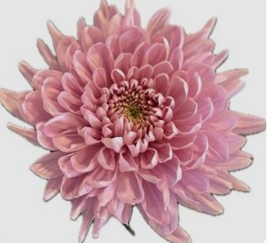 Uniflor Col. Primavera Rs.