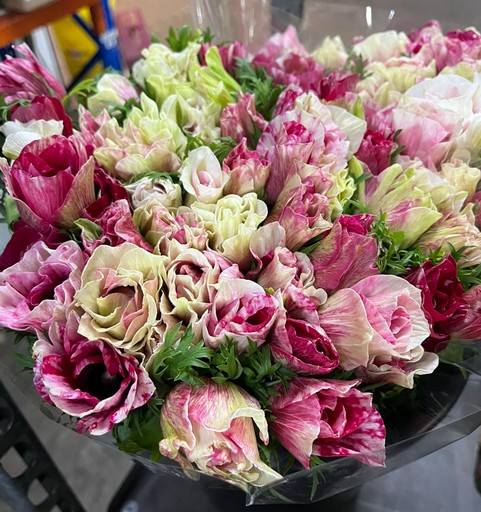 Anemona Italia Mistral Bicolor Rosa  45cm "AAA"