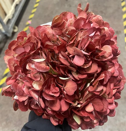 Hortensia Jumbo Antic Green Burdeos 60cm �19/20