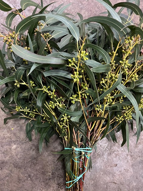 Eucalipto Exotica fruits 70cm