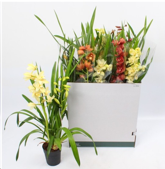 P. Cymbidium Midi Mix 14/80cm x8 2T -Flor abierta-
