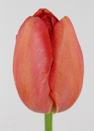 Tulipan Frances Beaumes Venise 65cm Nar.