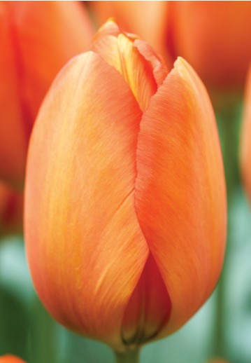 Tulipan Frances Orange Balloon 50cm Nj.