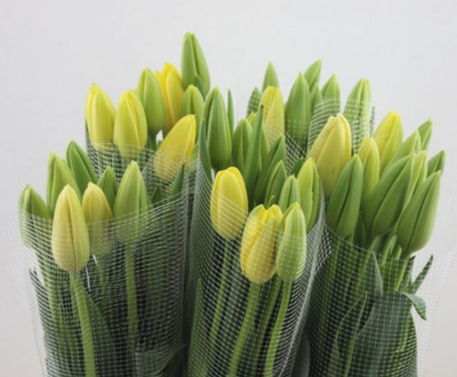 Tulipan Frances Ouvence 65cm