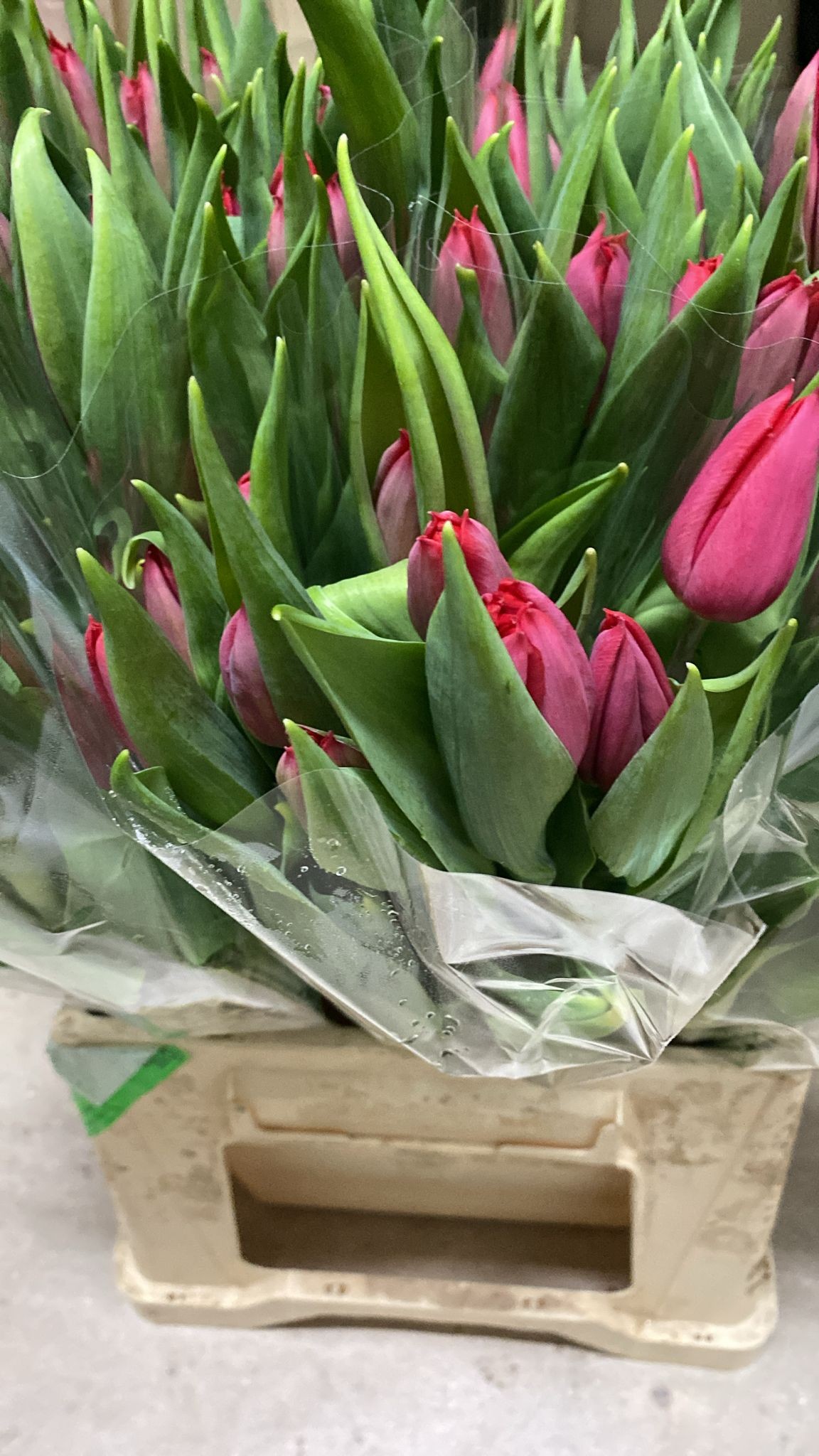 Tulipan Nac. First Star