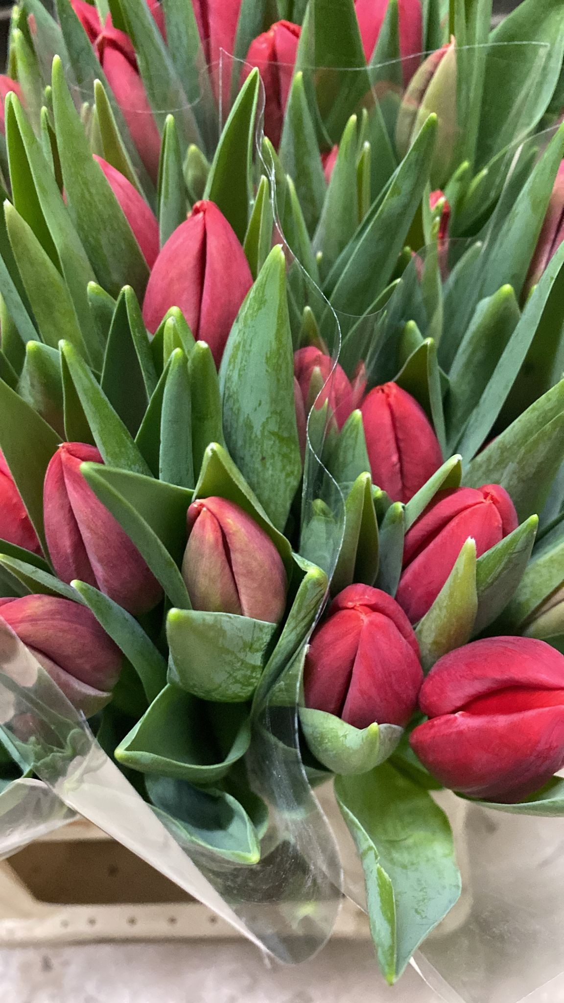 Tulipan Nac. Red Stone