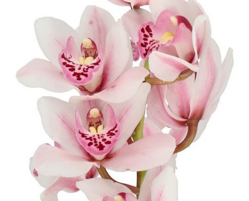 Cymb Mini Sabrina 60cm