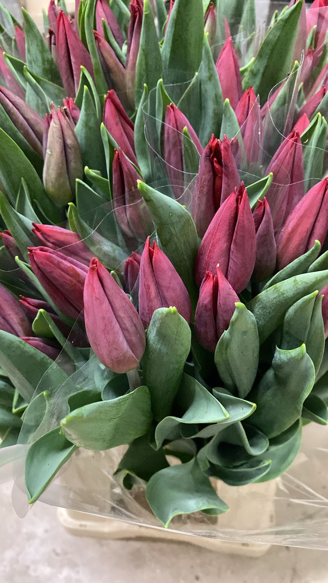 Tulipan Nac. Strong Love