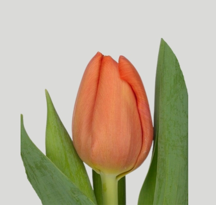 Tulipan Nac. Delta Storm